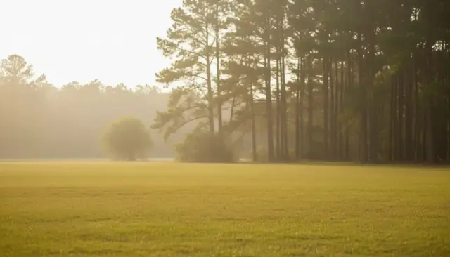 An undisturbed mown lawn with tall pines behind, showing no trace of septic work